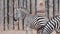 Chapman`s Zebra. Geographic Range: all habitats in Africa with the exception of rain forests, deserts, and dune forests