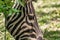 Chapman`s Zebra, a large ungulate animal from the horse family. Striped black and white color close-up