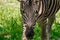 Chapman`s Zebra, a large ungulate animal from the horse family. Striped black and white color close-up