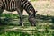 Chapman`s Zebra, a large ungulate animal from the horse family. Striped black and white color close-up