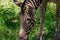 Chapman`s Zebra, a large ungulate animal from the horse family. Striped black and white color close-up. Living