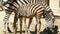 Chapman`s zebras Equus quagga chapmani.