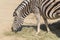 Chapman Zebra eating grass, Equus Burchelli Chapmani