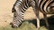 Chapman Zebra eating grass, Equus Burchelli Chapmani