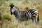Chapman-zebra, Kruger National Park, South African Republic