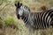 Chapman-zebra, Kruger National Park, South African Republic