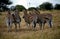 Chapman-zebras, Kruger National Park, South African Republic