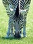 Chapmans zebra (Equus burchelli chapmani)