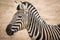 Chapmans Zebra Equus quagga chapmani.