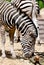 Chapmans zebra (Equus quagga chapmani)