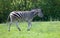 Chapmans Zebra walking in grass