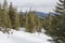 Chapped spruce on the way to the top of the highest mountain Mount Hoverla- Ukraine winter