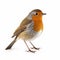 Characterful Robin Hunting: Lifelike Portraits In Teal And Amber