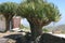 Characteristic Dragon trees (Dracaena) at Canary Islands, Spain