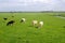 Characteristic Dutch polder landscape, meadows & cows,Netherlands