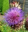 The characteristic purple haired flower head of a Cardoon flower