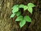 Characteristic triple leaflets of a poison ivy plant growing on a sycamore tree trunk.