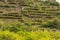 the characteristic viticultural landscape of Carema, Piedmont,Italy