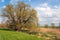 Characteristic willow tree in a Dutch polder landscape