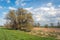 Characteristic willow tree in a Dutch polder landscape