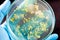 Characteristics and Different shaped Colony of Bacteria and Mold growing on agar plates from Soil samples for education.