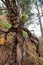 Characters from Lord of the Rings have been created from trees and wood at Bosque ENTS Cusco, a new attraction for tourists