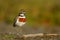 Charadrius bicinctus - Banded dotterel - tuturiwhatu on the beach