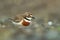 Charadrius bicinctus - Banded dotterel - tuturiwhatu on the beach