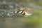 Charadrius bicinctus - Banded dotterel - tuturiwhatu on the beach in New Zealand, eating worms, full beak of worms