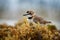 Charadrius collaris - Collared Plover small shorebird in the plover family, Charadriidae, lives along coasts and riverbanks of the