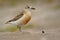 Charadrius obscurus aquilonius - New Zealand dotterel - tuturiwhatu on the beach