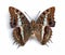 Charaxes brutus andara (underside)