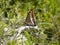 Charaxes jasius, a butterfly of family nymphalidae