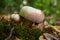 The Charcoal Burner Russula cyanoxantha is an edible mushroom , stacked macro photo