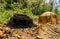 Charcoal furnace on the eucalyptus farm