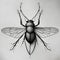 charcoal insect sketch drawing of a fly