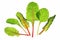 Chard (Beta vulgaris)