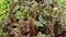 Chard farm swiss red green bio leaves stemmed fresh is cicla group, beet spinach seakale leaf stem grown, Beta vulgaris