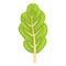 Chard food icon cartoon vector. Green plant