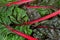 Chard fresh leaf and stem