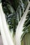 Chard, a highly healthy nutritious vegetable.