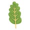 Chard icon cartoon vector. Green plant