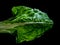 Chard leaf, white stem edible vegetable