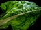 Chard leaf, white stem edible vegetable