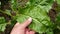 Chard plant and large leaves, edible chard plant