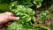 Chard plant and large leaves, edible chard plant