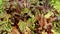 Chard swiss red farm green bio leaves stemmed fresh is cicla group, beet spinach seakale leaf stem grown, Beta vulgaris