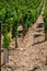 Chardonnay grape growing on Panoramic hilly Chablis Grand Cru appellation vineyards on limestone and marl soils, Burdundy, France