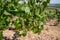 Chardonnay grape growing on Panoramic hilly Chablis Grand Cru appellation vineyards on limestone and marl soils, Burdundy, France