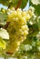 Chardonnay Grapes